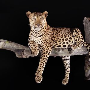 Leopard Full Mount Taxidermy