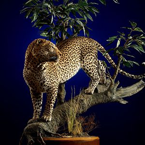 Leopard Full Mount Taxidermy