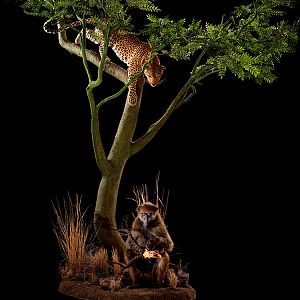 Leopard & Baboon  Full Mount Taxidermy