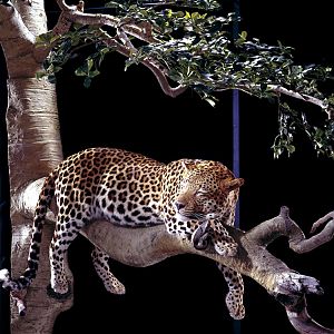 Leopard Full Mount Taxidermy