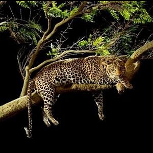 Leopard Full Mount Taxidermy