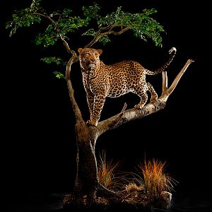 Leopard Full Mount Taxidermy