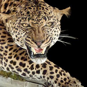 Leopard Full Mount Taxidermy