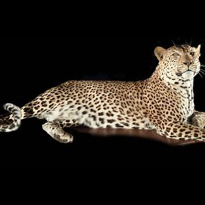 Leopard Full Mount Taxidermy