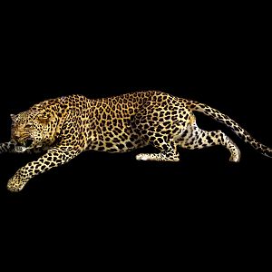 Leopard Full Mount Taxidermy