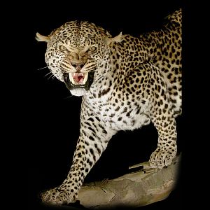 Leopard Full Mount Taxidermy