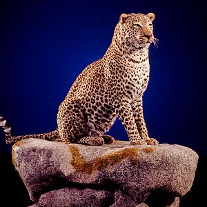 Leopard Full Mount Taxidermy