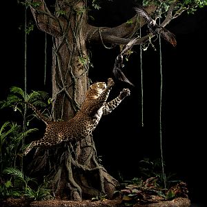 Leopard Full Mount Taxidermy