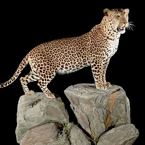 Leopard Full Mount Taxidermy