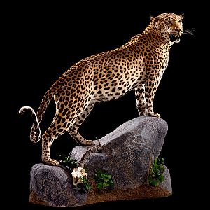 Leopard Full Mount Taxidermy