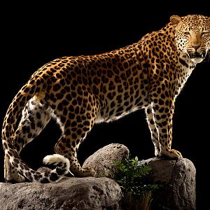 Leopard Full Mount Taxidermy