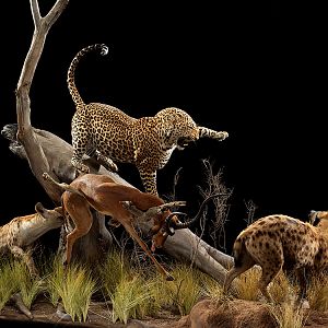 Leopard with Impala kill vs Spotted Hyena Full Mount Taxidermy