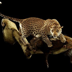Leopard with Bushpig kill Full Mount Taxidermy