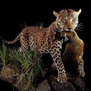 Leopard with Klipspringer kill Full Mount Taxidermy