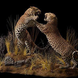 Leopard fighting Full Mount Taxidermy