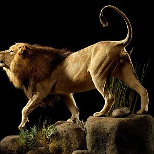 Lion Full Mount Taxidermy