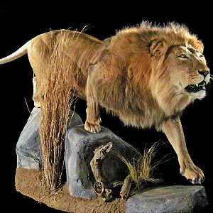 Lion Full Mount Taxidermy