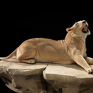 Lioness Full Mount Taxidermy