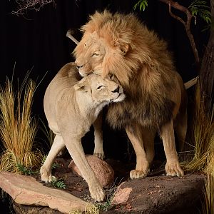 Lion & Lioness Full Mount Taxidermy