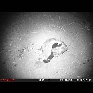 African Honey Badger Trail Cam Pictures South Africa