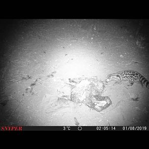 South Africa Trail Cam Pictures Genet Cat