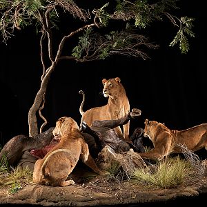 Lionesses with a kill Full Mount Taxidermy