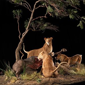Lionesses with a kill Full Mount Taxidermy