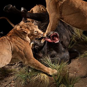 Lionesses with a kill Full Mount Taxidermy