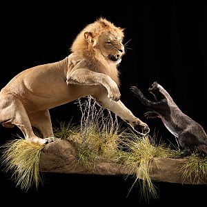 Lion & Honey Badger Full Mount Taxidermy
