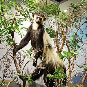 Black-and-white Colobus Monkey Full Mount Taxidermy
