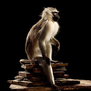 Vervet Monkey Full Mount Taxidermy