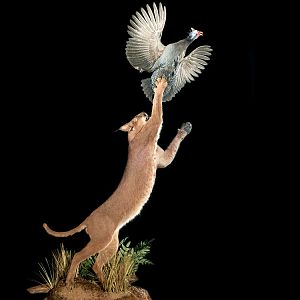 Caracal catching bird Full Mount Taxidermy