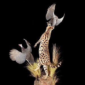 Serval Cat catching bird Full Mount Taxidermy