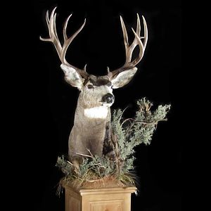 Mule Deer Pedestal Mount Taxidermy
