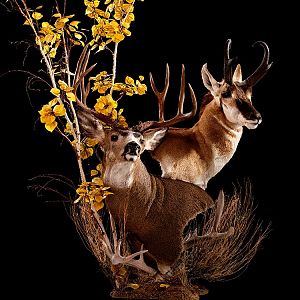 Mule Deer & Pronghorn Double Pedestal Mount Taxidermy