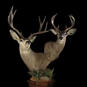 Mule & Coues Deer Double Pedestal Mount Taxidermy