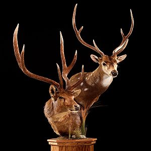 Red Stag & Axis Deer Double Pedestal Mount Taxidermy