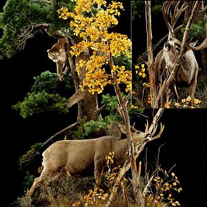Cougar & Deer Full Mount Taxidermy
