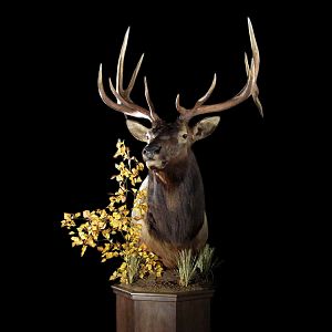 Elk Pedestal Mount Taxidermy