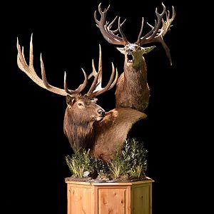 Elk & Red Stag Pedestal Mount Taxidermy