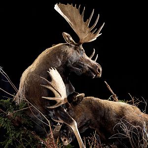 Moose Full Mount Taxidermy