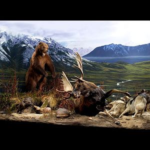 Bear, Moose & Wolf Full Mount Taxidermy
