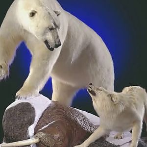 Polar Bear Tribute