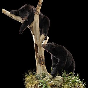 Black Bear Full Mount Taxidermy