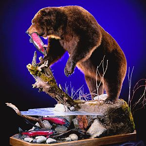 Brown Bear Full Mount Taxidermy