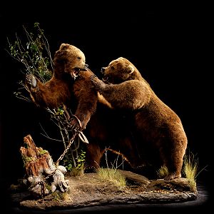 Brown Bear Full Mount Taxidermy