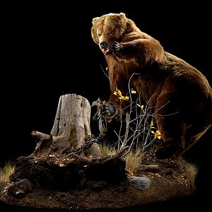 Brown Bear Full Mount Taxidermy