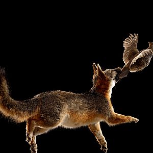 Fox Full Mount Taxidermy