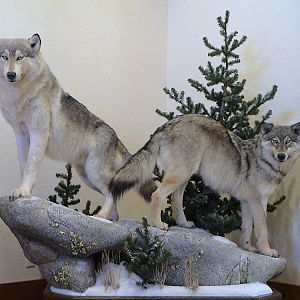 Wolf Full Mount Taxidermy | AfricaHunting.com