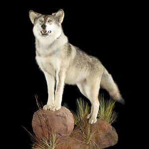 meana wolf full videos meana wolf full videos